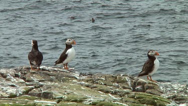 Group of Atlantic puffins in the United Kingdom