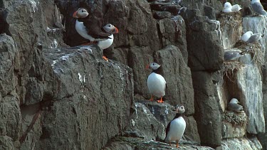 Group of Atlantic puffins in the United Kingdom