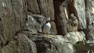 Single puffin in the United Kingdom