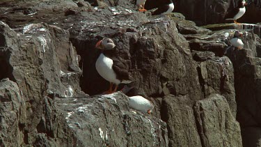 Single puffin in the United Kingdom