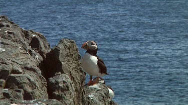 Single puffin in the United Kingdom