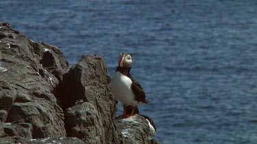 Single puffin in the United Kingdom