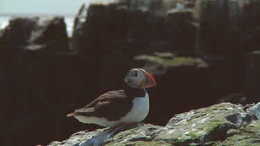 Single puffin in the United Kingdom