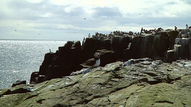 Single puffin in the United Kingdom