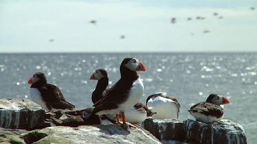 Single puffin in the United Kingdom