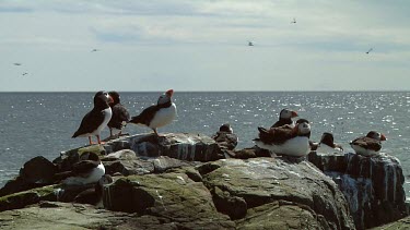 Single puffin in the United Kingdom