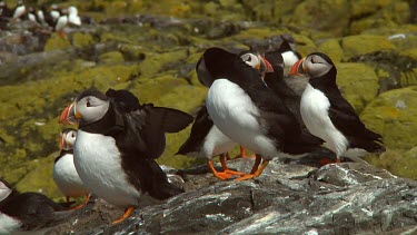 Group of Atlantic puffins in the United Kingdom