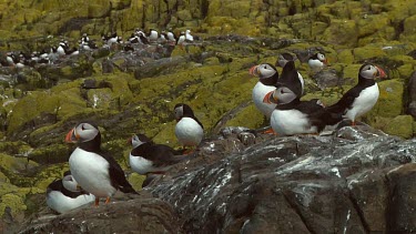 Group of Atlantic puffins in the United Kingdom