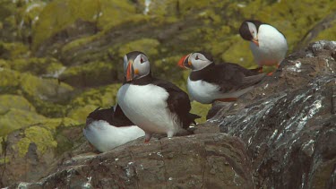 Group of Atlantic puffins in the United Kingdom