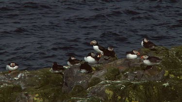 Group of Atlantic puffins in the United Kingdom