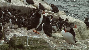 Group of Atlantic puffins in the United Kingdom