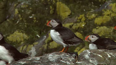 Single puffin in the United Kingdom