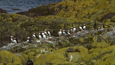 Group of Atlantic puffins in the United Kingdom