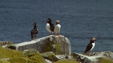 Group of Atlantic puffins in the United Kingdom