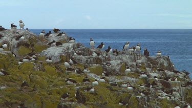 Group of Atlantic puffins in the United Kingdom