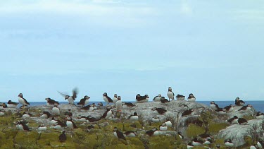 Group of Atlantic puffins in the United Kingdom