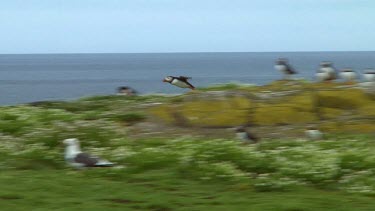 Puffin landing in the United Kingdom