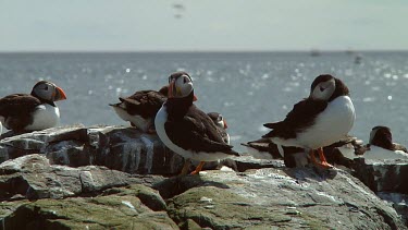 Group of Atlantic puffins in the United Kingdom