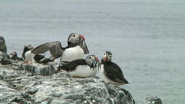Group of puffins