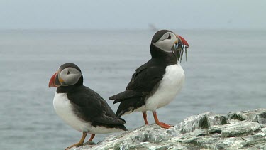 Group of puffins