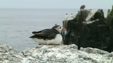 Group of puffins