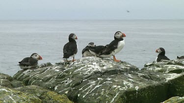 Group of puffins