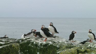 Group of puffins