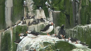 Group of puffins