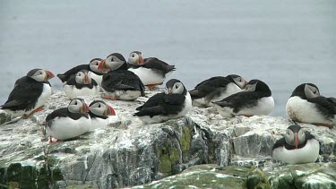 Group of puffins