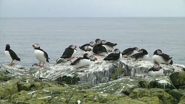 Group of puffins