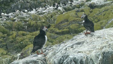 Group of puffins