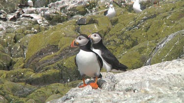 Group of puffins