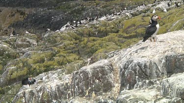 Group of puffins