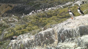 Group of puffins