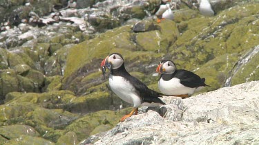 Group of puffins