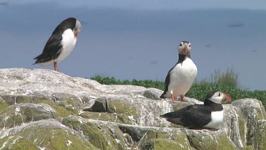 Group of puffins
