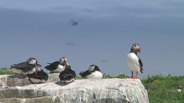 Group of puffins