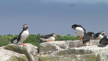 Group of puffins