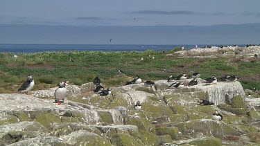 Group of puffins