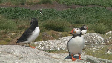 Group of puffins