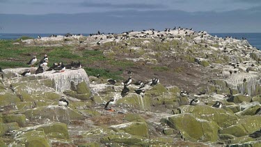 Group of puffins
