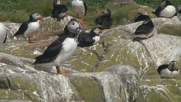Group of puffins