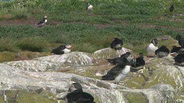 Group of puffins