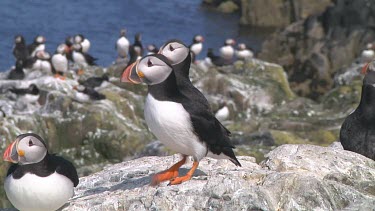 Group of puffins