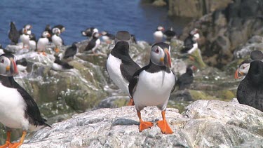 Group of puffins