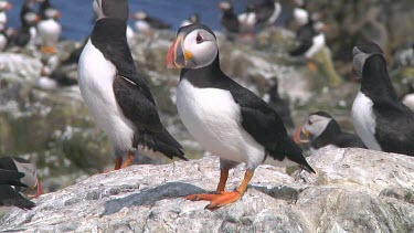 Group of puffins