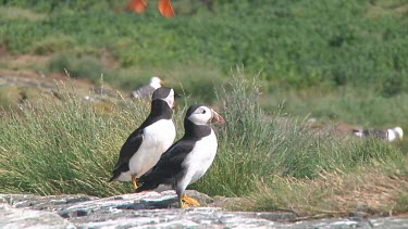 Group of puffins