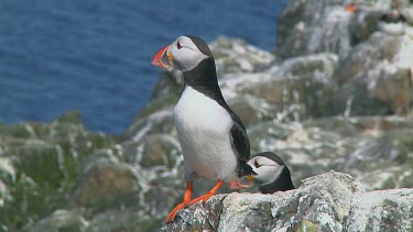 Group of puffins