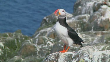 Group of puffins