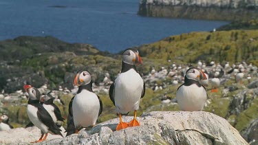 Group of puffins
